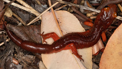 Ensatina eschscholtzii