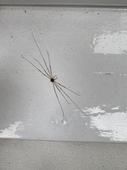 Dicranopalpus