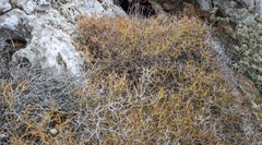 Sarcopoterium spinosum