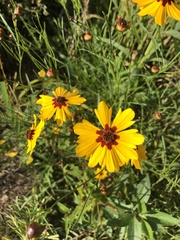 Coreopsis tinctoria