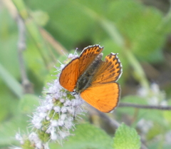 Lycaena thersamon