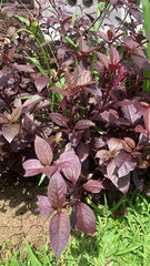 Iresine diffusa herbstii