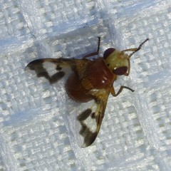 Oestrophasia calva