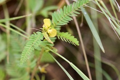 Chamaecrista nictitans