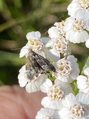 Anthophila fabriciana