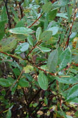 Salix myrtilloides