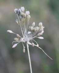 Allium longispathum