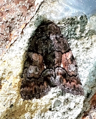 Chytonix palliatricula