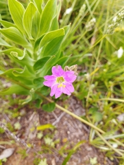Mirabilis cordifolia