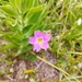 Mirabilis cordifolia - Photo (c) altair.rana ~RM, some rights reserved (CC BY-NC), uploaded by altair.rana ~RM