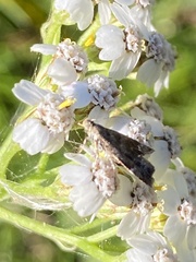 Anthophila fabriciana