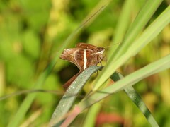 Chioides albofasciatus