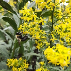 Xylocopa virginica virginica