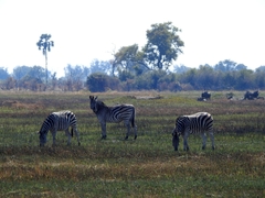 Equus quagga chapmani