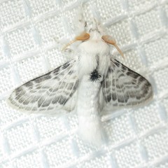 Apotolype brevicrista