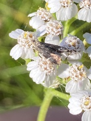 Anthophila fabriciana