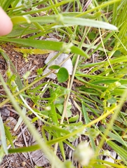 Mirabilis cordifolia