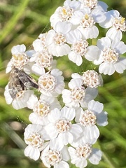 Anthophila fabriciana