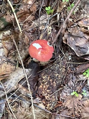 Russula paludosa