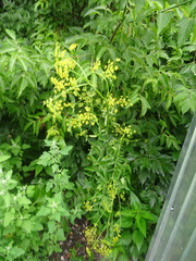 Pastinaca sativa sylvestris