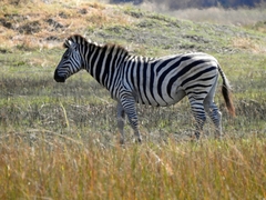 Equus quagga chapmani