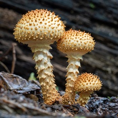 Pholiota