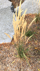 Calamagrostis epigejos