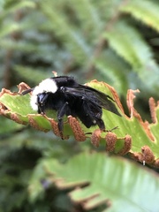 Bombus vosnesenskii