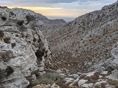 Lomelosia variifolia
