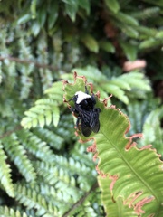 Bombus vosnesenskii