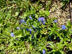 Scutellaria scordifolia