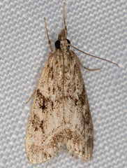 Eudonia rectilinea