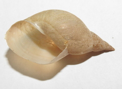 Lymnaea stagnalis