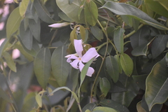 Jasminum officinale