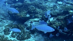 Caesio lunaris
