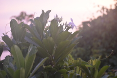 Jasminum officinale