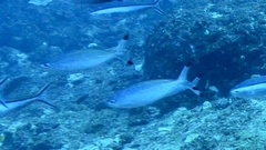 Caesio lunaris