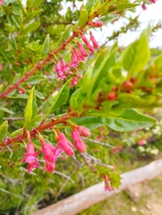 Fuchsia lycioides