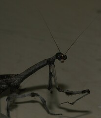 Aethalochroa