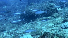 Caesio lunaris