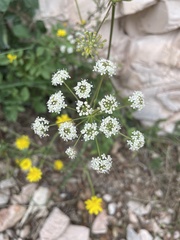 Peucedanum oreoselinum