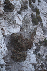 Lomelosia variifolia