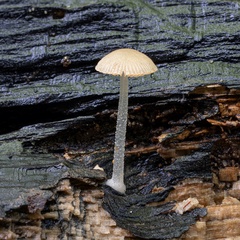 Pluteus