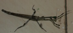 Aethalochroa