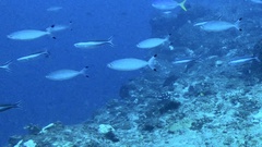 Caesio lunaris