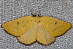 Hesperumia fumosaria