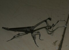 Aethalochroa