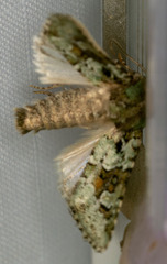 Lacinipolia strigicollis