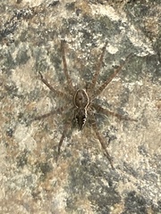 Dolomedes vittatus