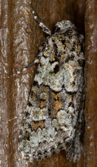 Lacinipolia strigicollis